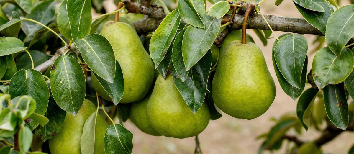 Snoeien de perenboom (Pyrus communis)