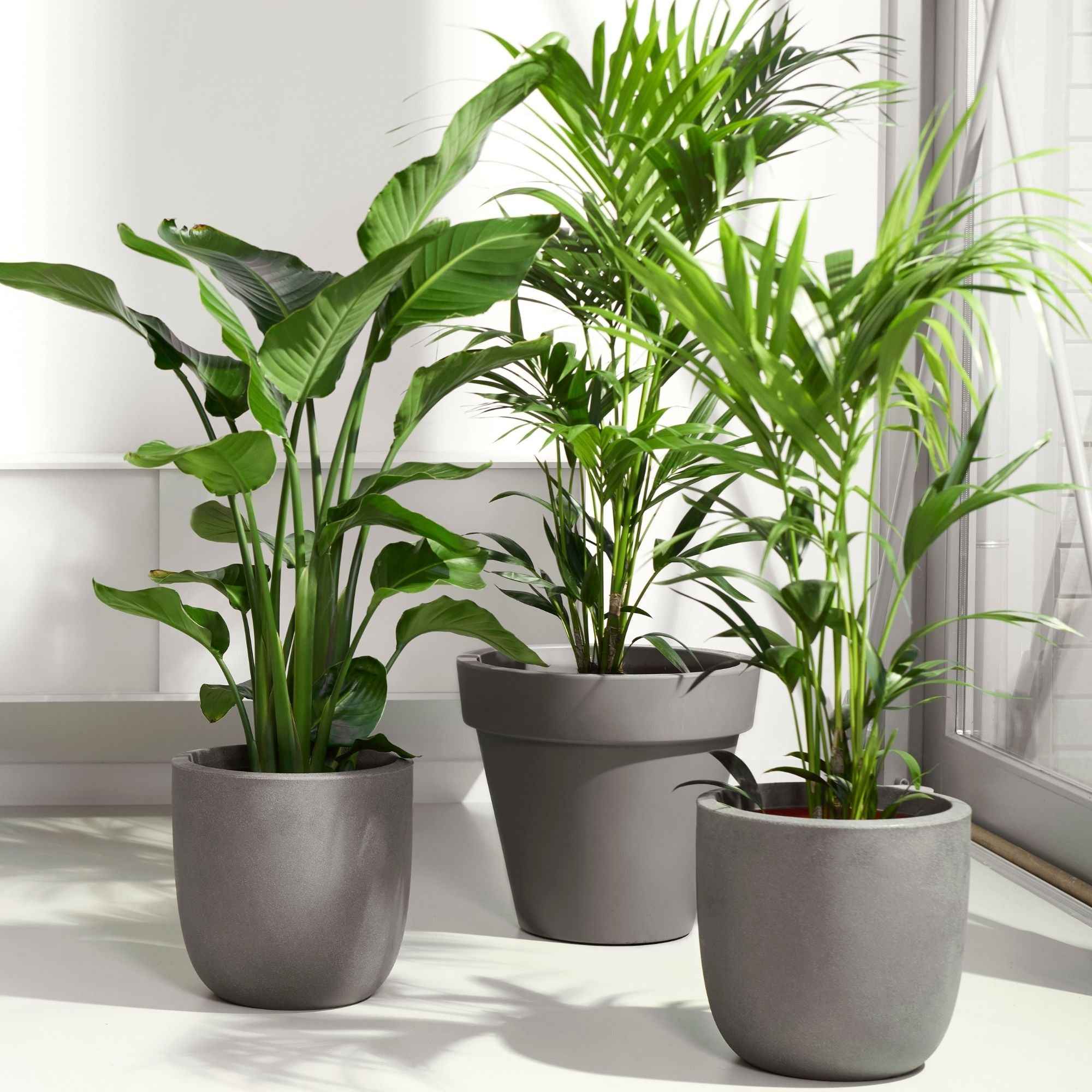 Online Kamerplanten Bestellen Zonder Gedoe Planten in Huis