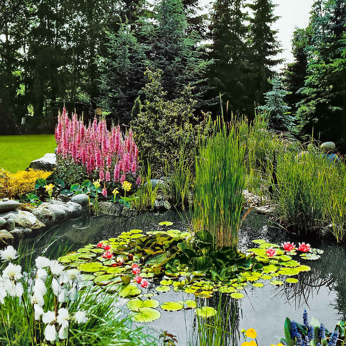 Zuurstofplanten