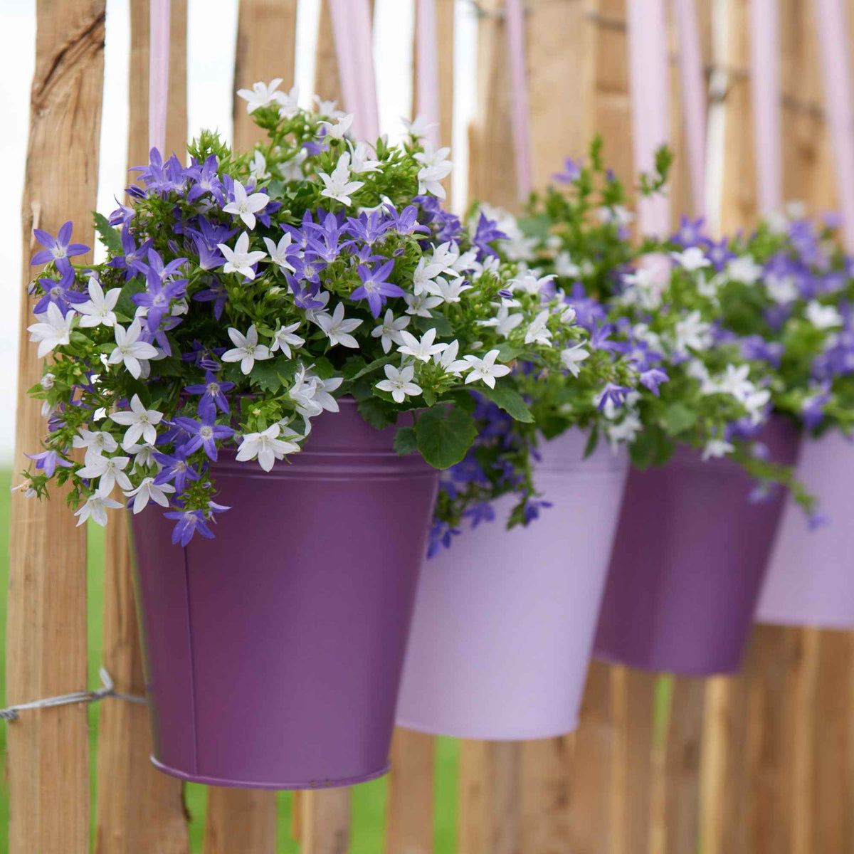 Hangplanten voor terras en balkon