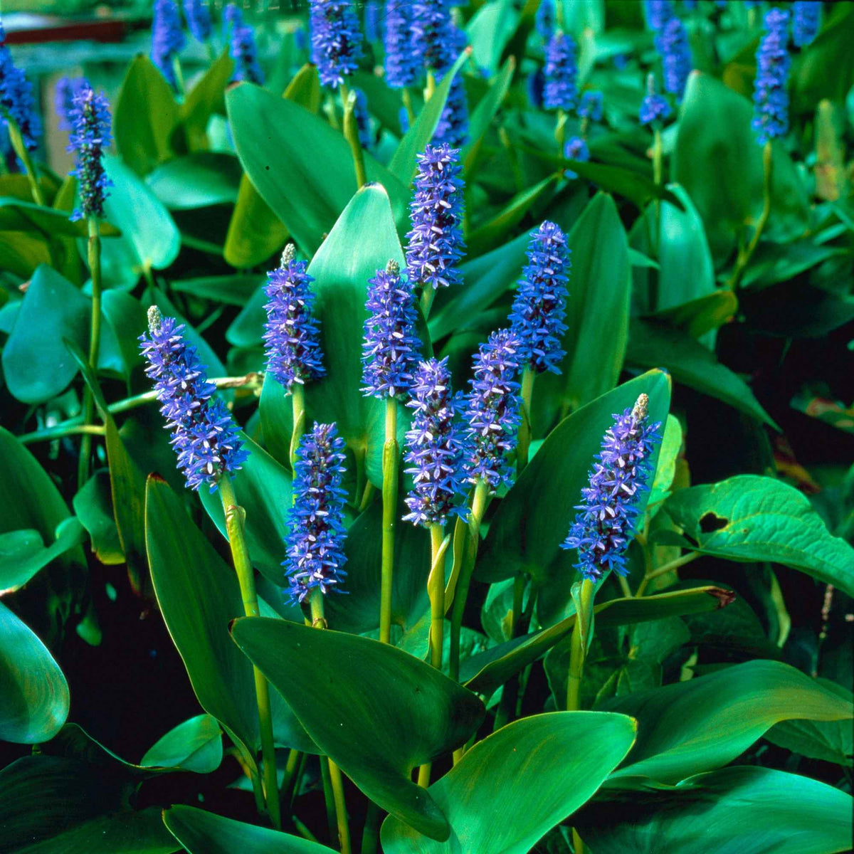 Vijverplanten voor moderne vijvers