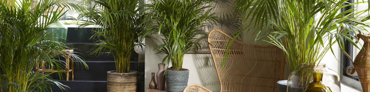 Arecapalm