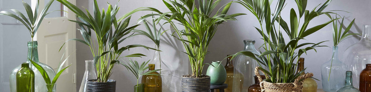 Belmore's palm - Howea belmoreana