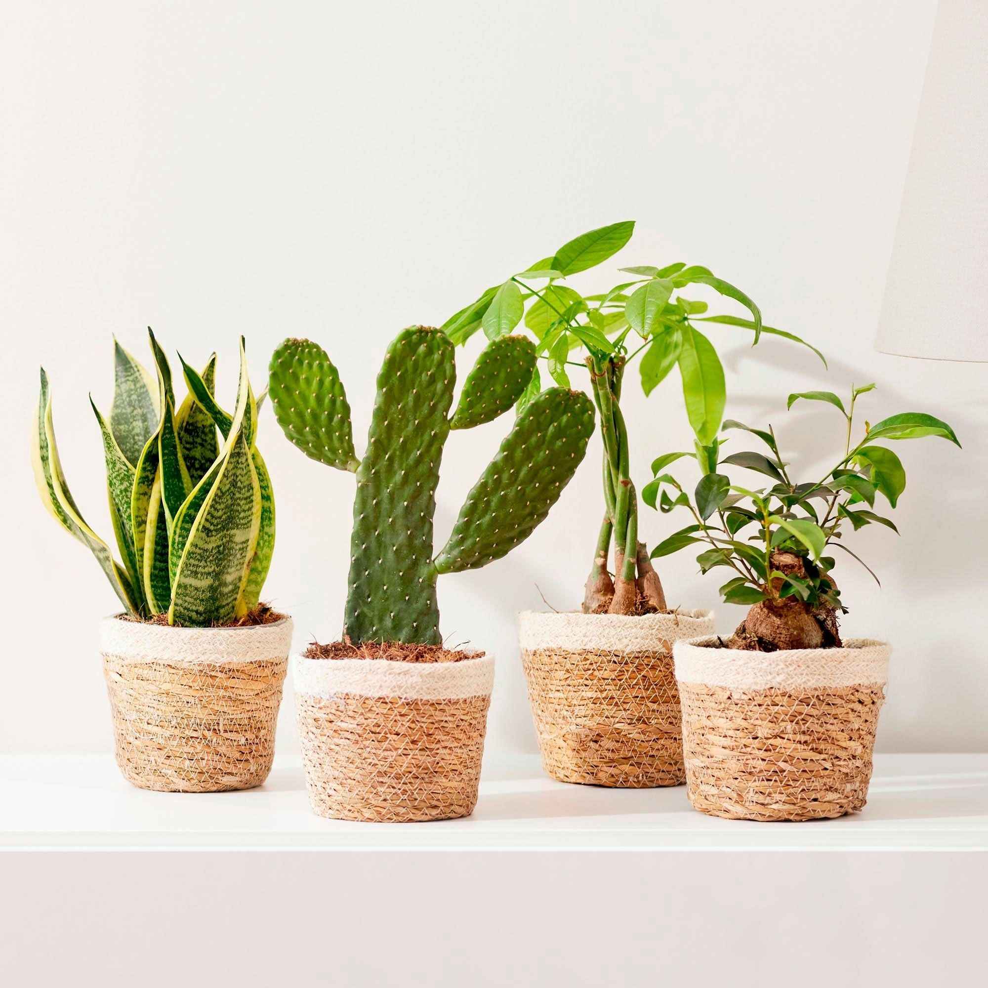 Pokon Bio Potgrond Kamerplanten Turfvrij - Potgrond Turf - 10 l - Speciaal potgrond - Pets Place Pokon Bio Potgrond Kamerplanten Turfvrij - Potgrond Turf - 10 l - Speciaal potgrond - Pets Place