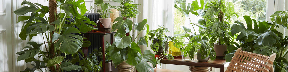 Monstera - Gatenplant