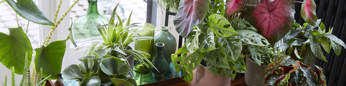 Trendy kamerplanten