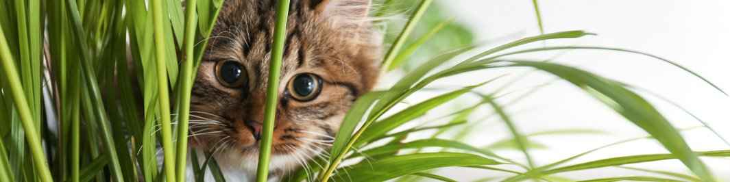 Niet-giftige kamerplanten voor huisdieren