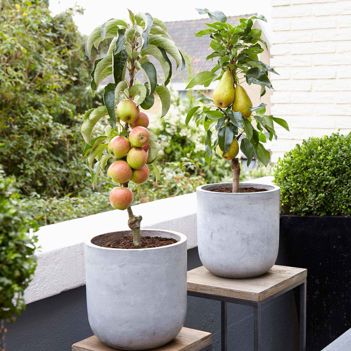 Fruitbomen