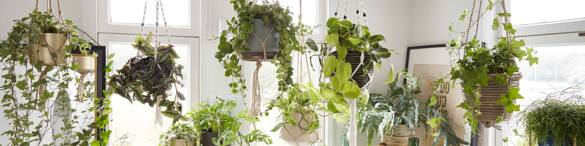 Hangplanten voor binnen