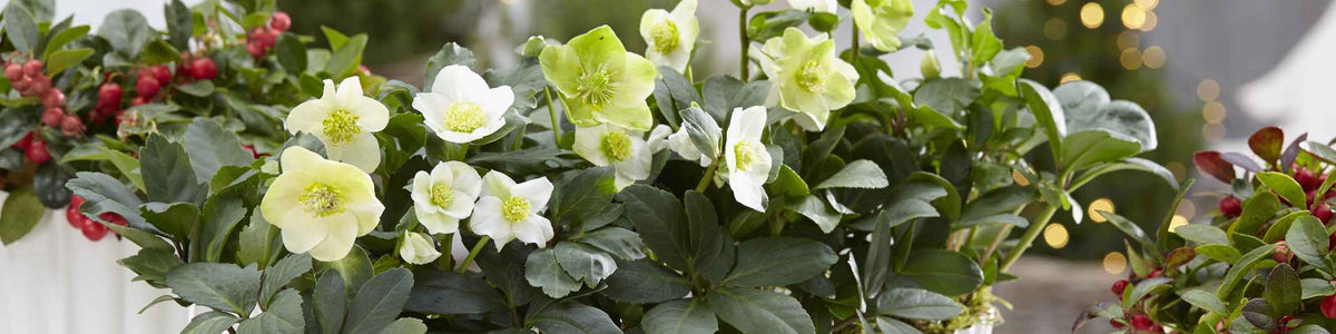 Stinkend nieskruid - Helleborus foetidus