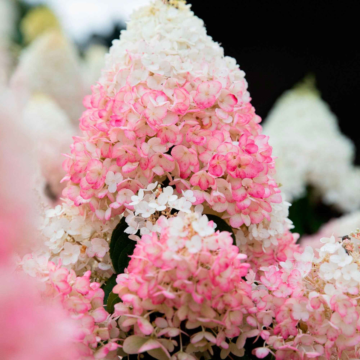 Hydrangea arborescens - Boomachtige hortensia