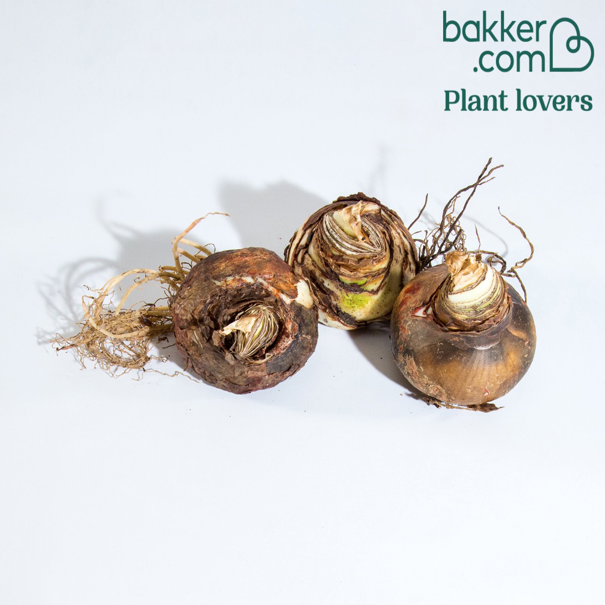 Amaryllis Mix (x3) - Amaryllis 'hercules', 'carmen', 'apple blossom'