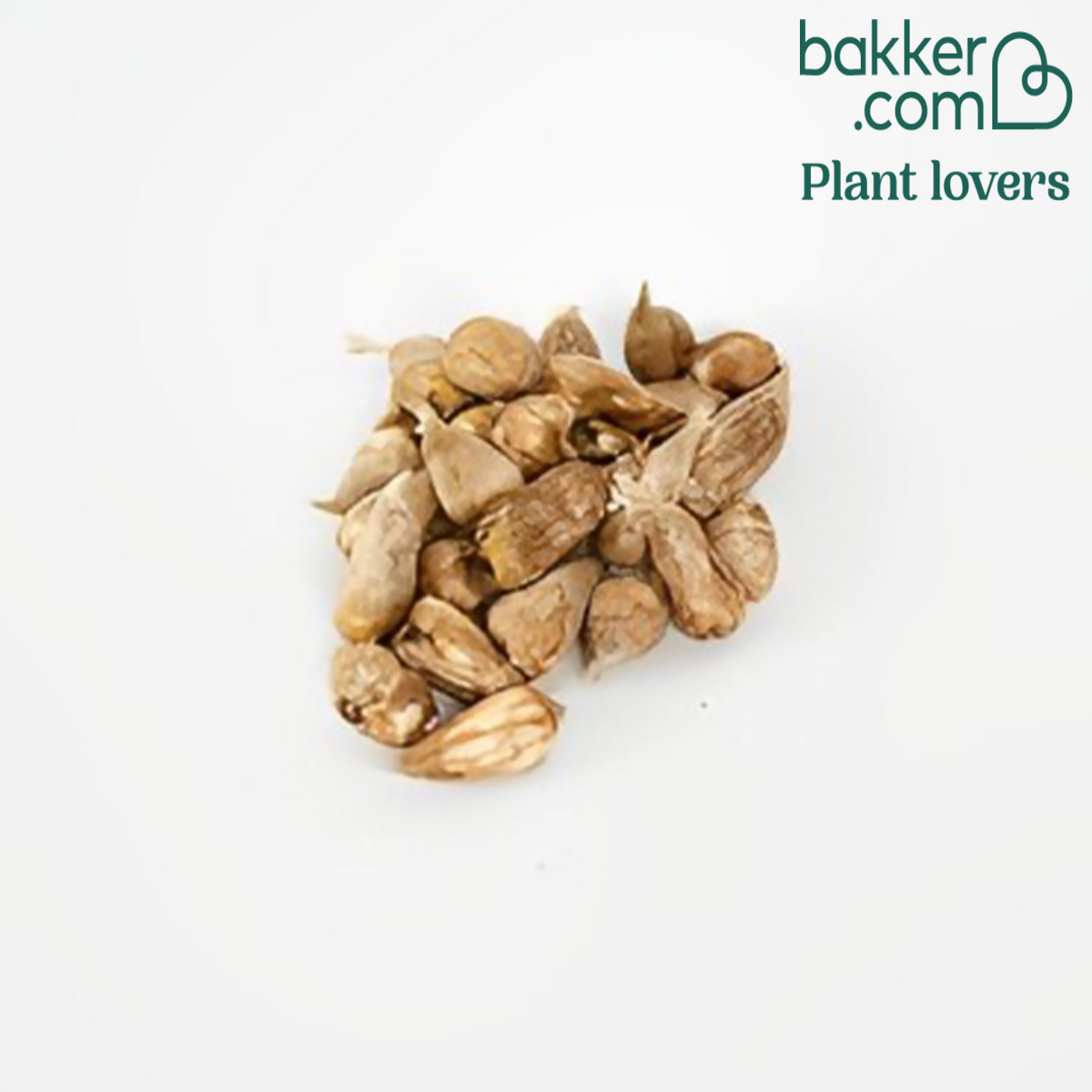 Dubbelbloemige Freesia Mix (x25) - Freesia