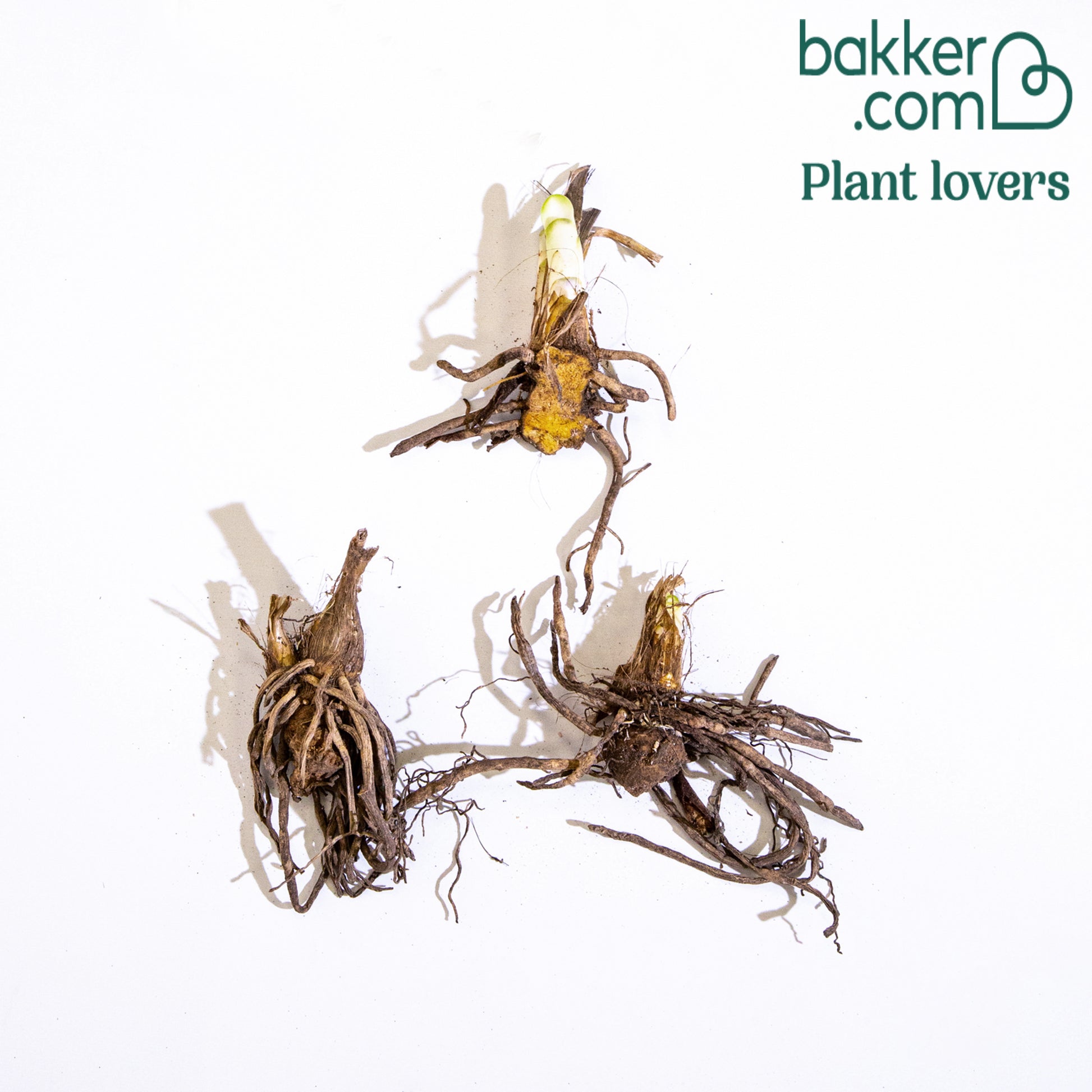 Afrikaanse lelie (x3) - Agapanthus umbellatus - Vaste planten