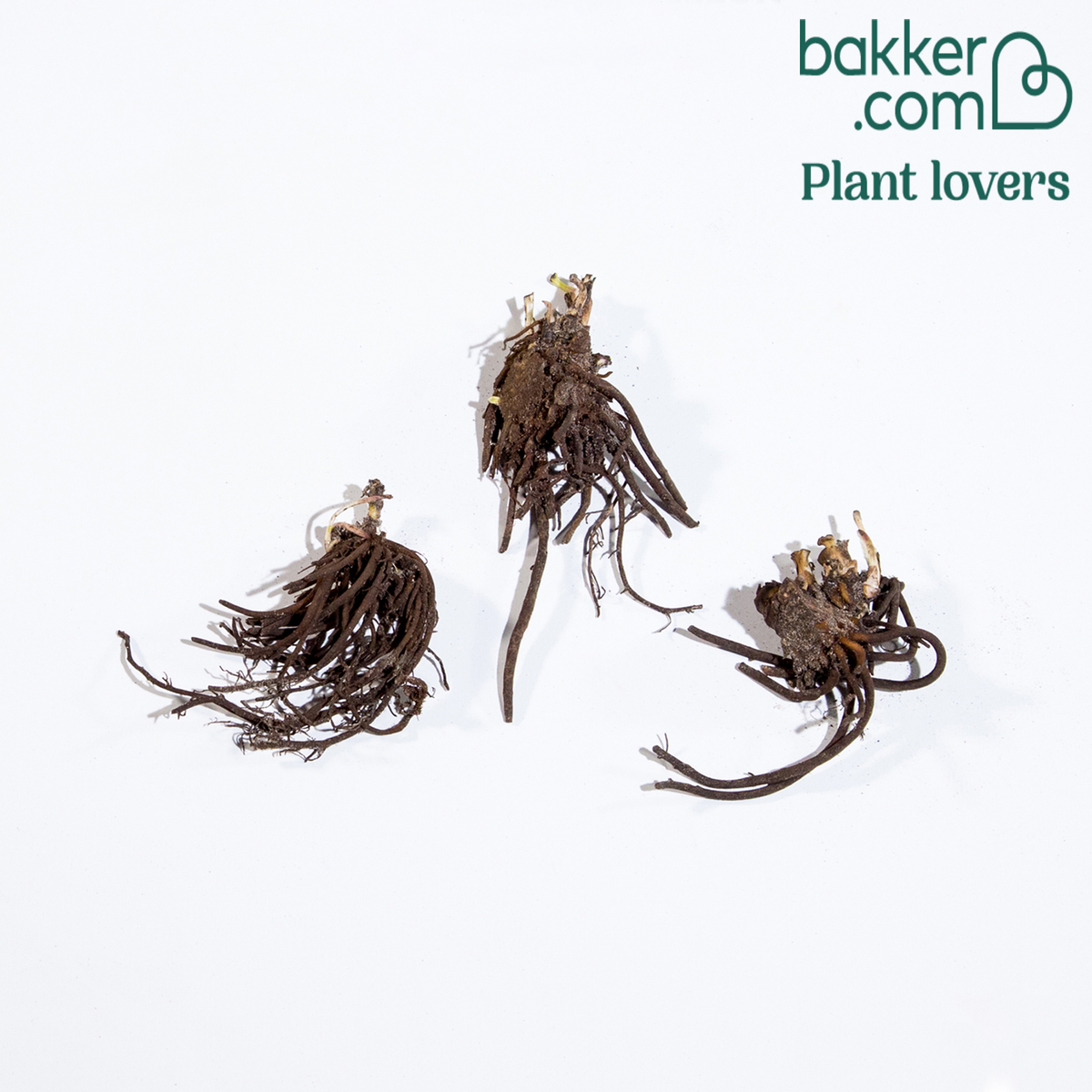 Kerstroos (x4) - Helleborus orientalis - Bakker