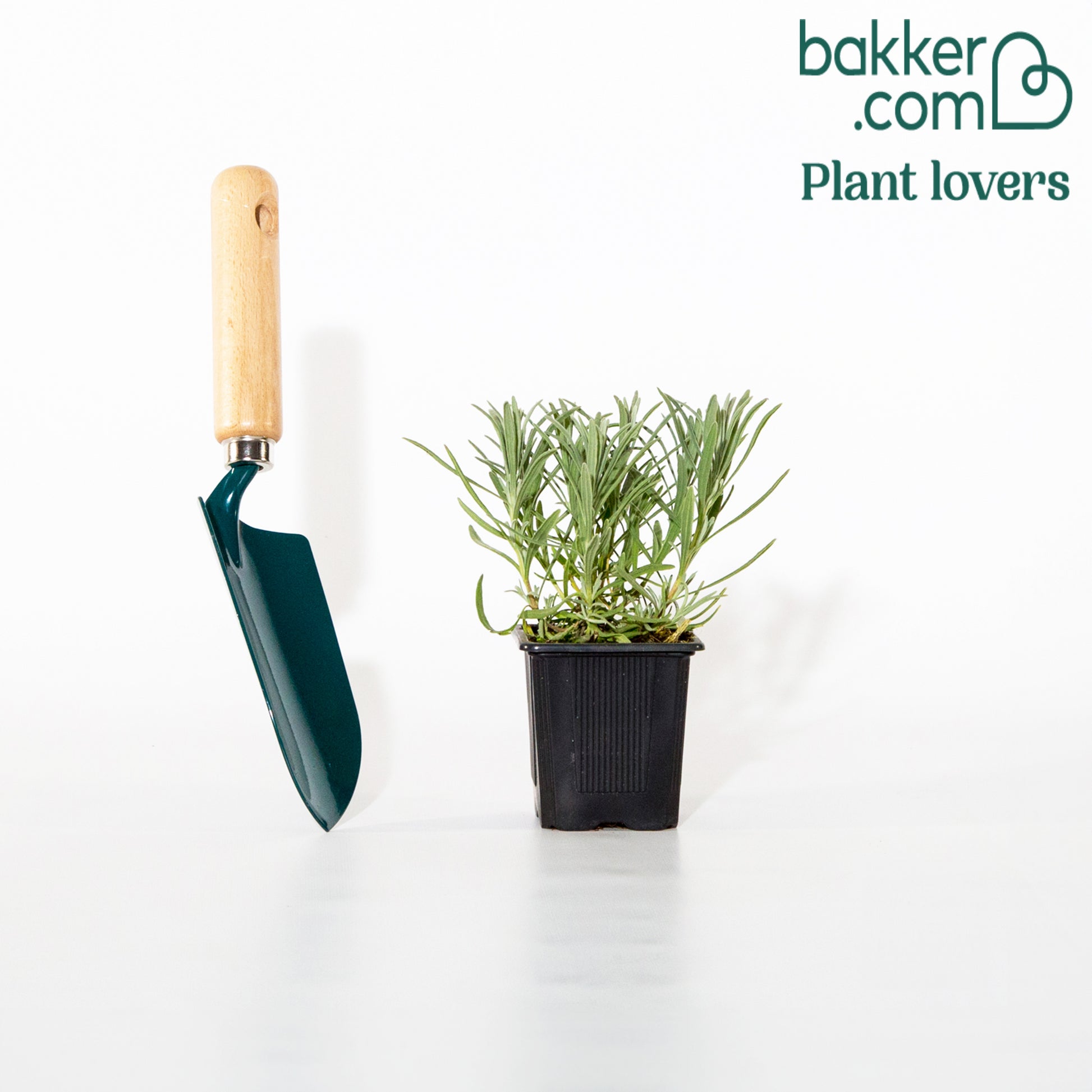 Lavendel 'Grosso' - Lavandula angustifolia Grosso