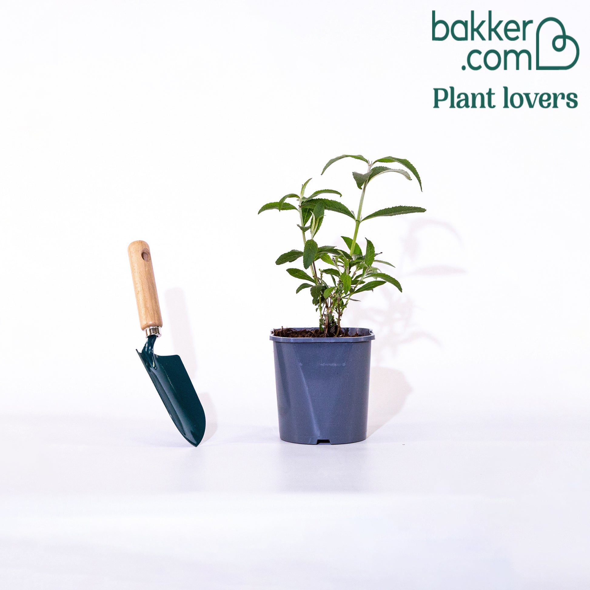 Vlinderstruik 'Tricolor' - Buddleja davidii empire blue, pinkdelight, white