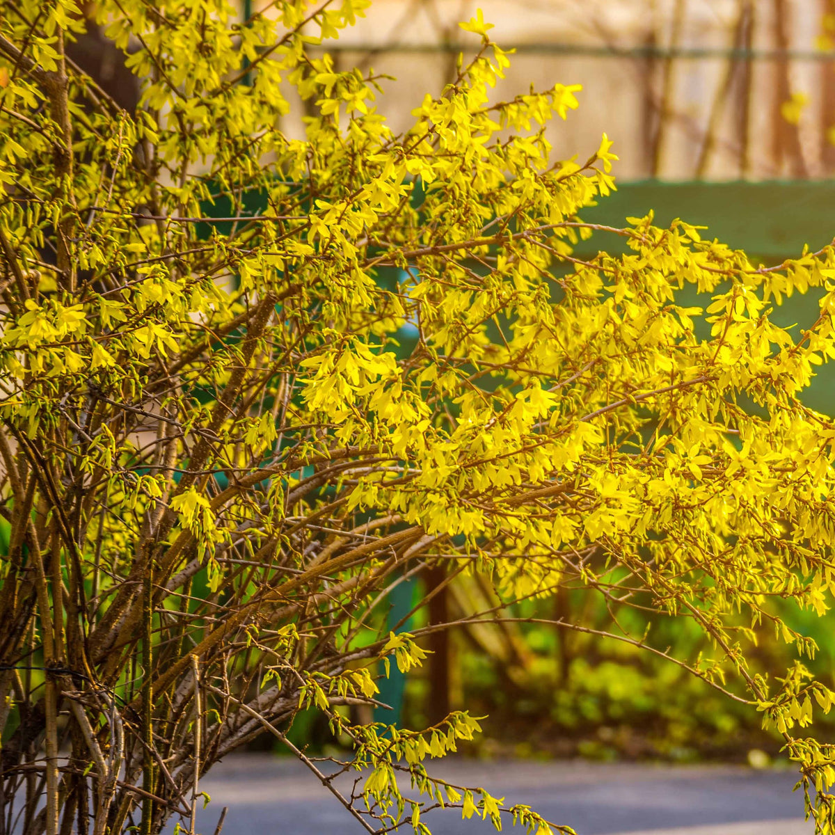 Verkoop Bloeiende en geurende haag - 10 meter (x12) - Syringa vulgaris, Forsythia x intermedia Spectabilis, Lonicera fragrantissima, Clethra alnifolia, Philadelphus virginal, Rosa rugosa