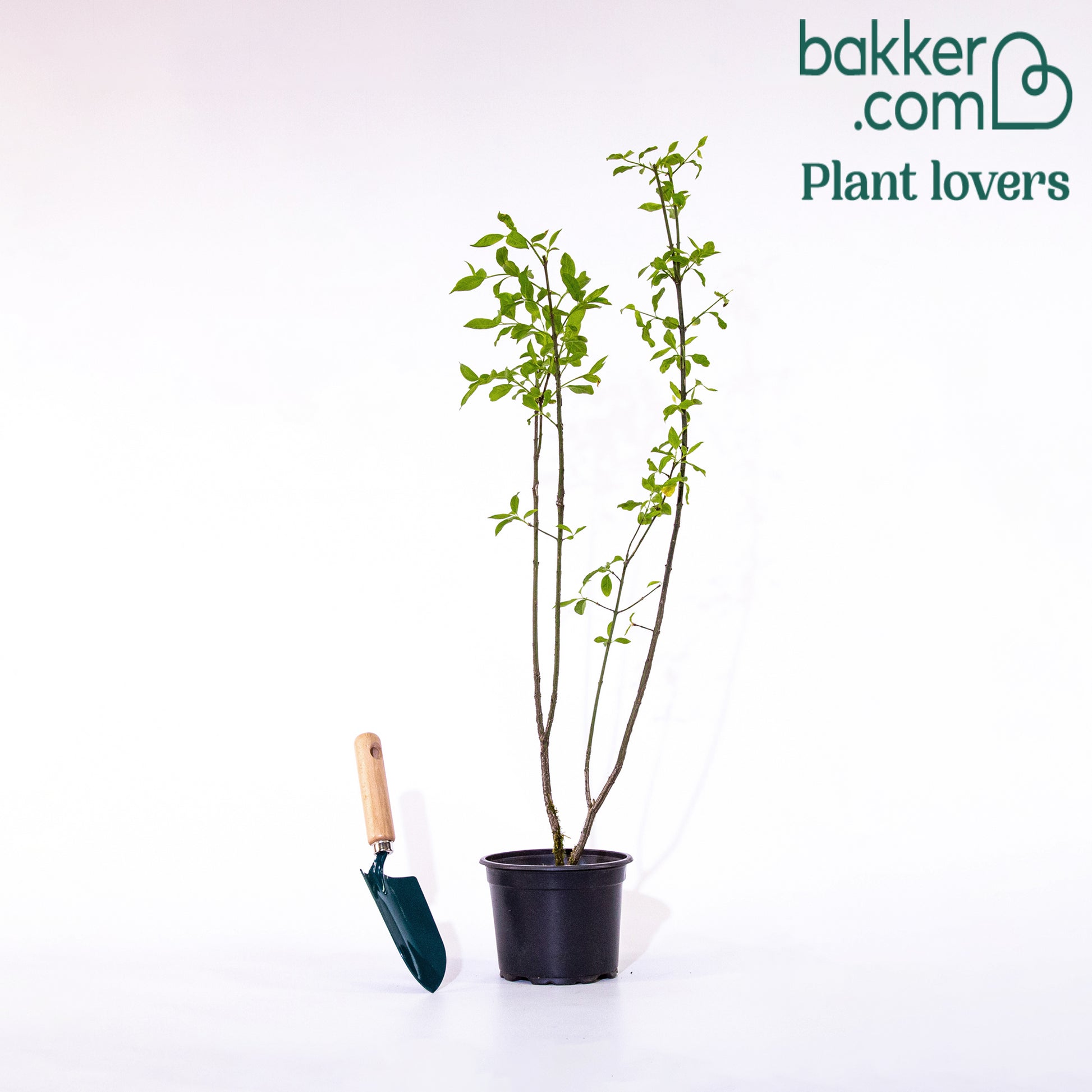 Wilde kardinaalsmuts - Euonymus europaeus