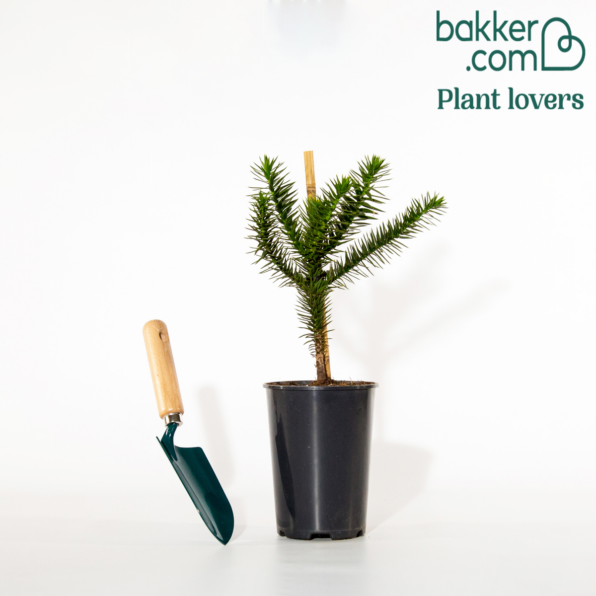 Apenboom - Araucaria imbricata