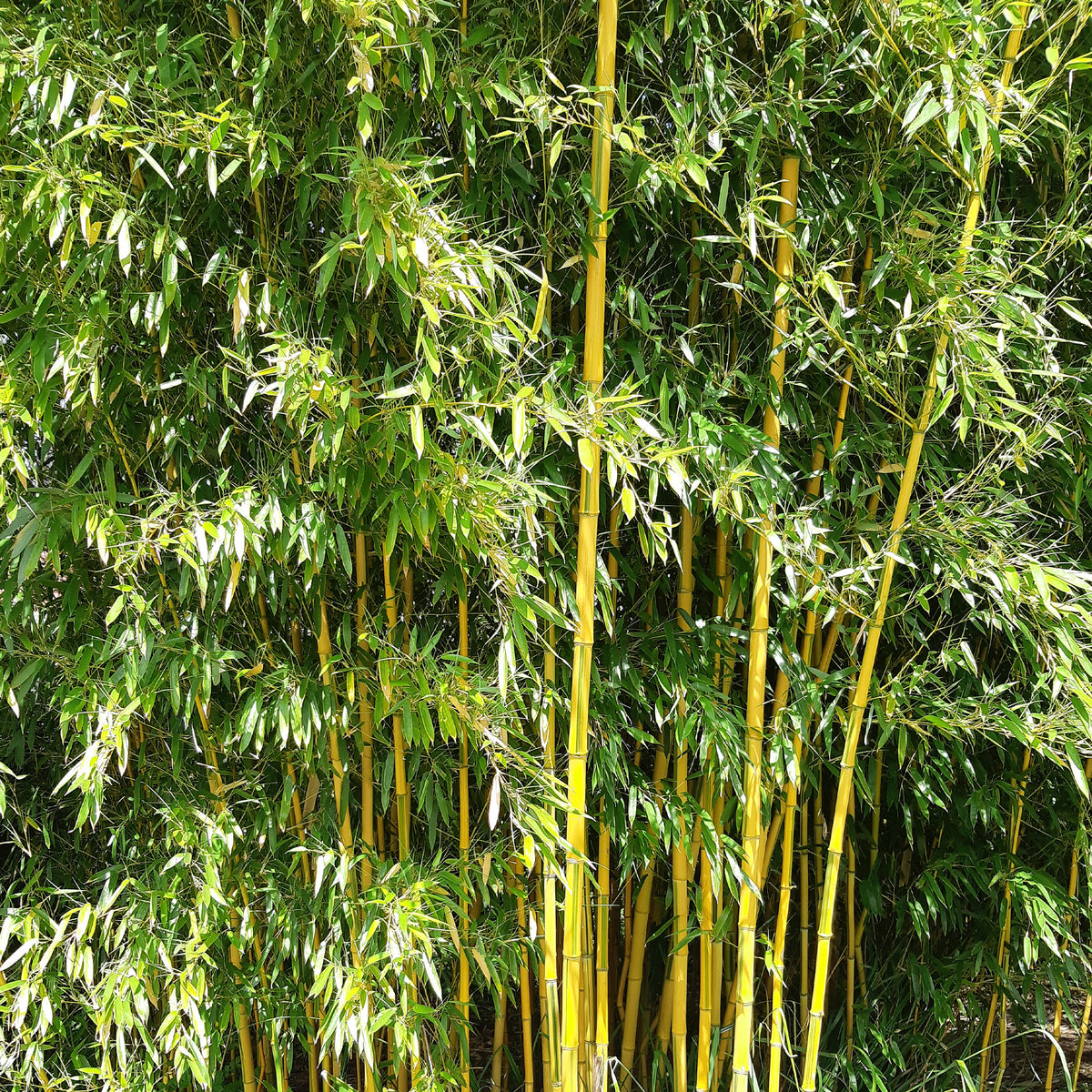 Bamboe - Bamboe Phyllostachys 'Spectabilis' - Phyllostachys aureosulcata spectabilis