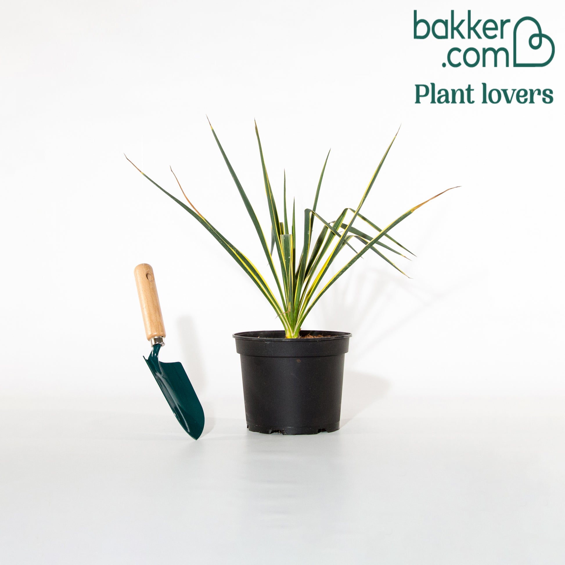 Palmlelie 'Bright Eyes' - Yucca filamentosa Bright Edge - Groenblijvende tuinplanten