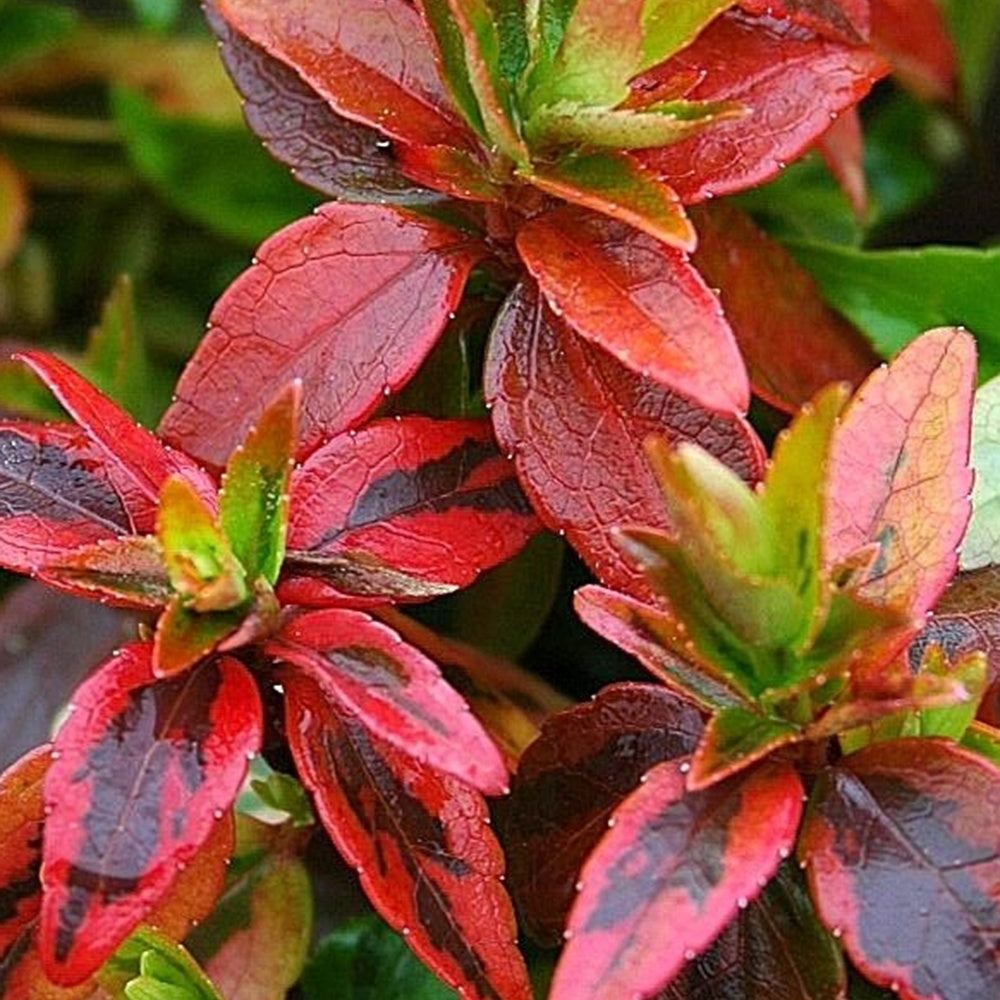 Abelia - Bonte Abelia - Abelia grandiflora 'kaleidoscope' (r)