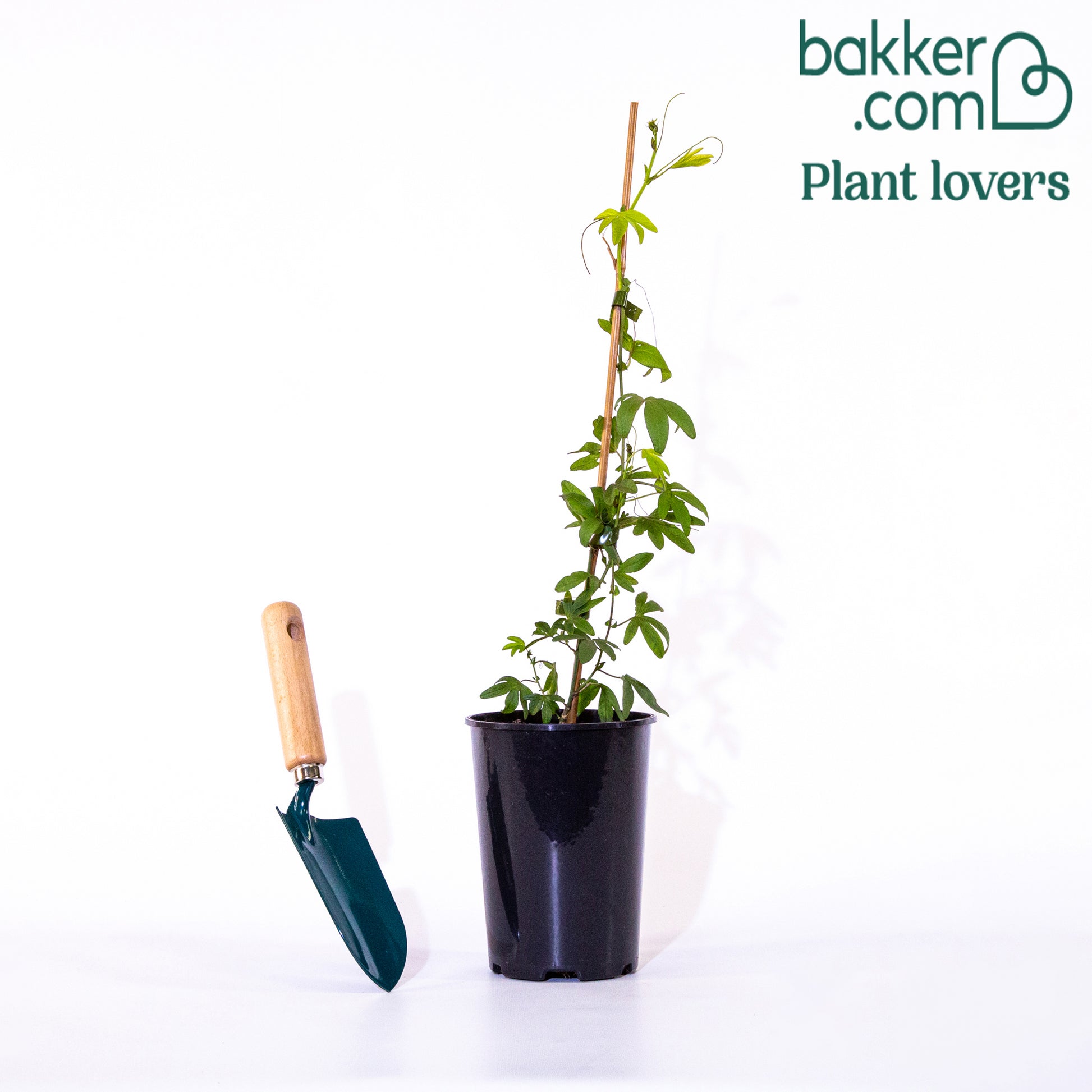 Passiebloem 'Blue Sky' - Passiflora caerulea blue sky - Klimplanten