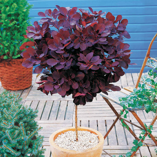 Pruikenboom 'Royal Purple' 3L pot 60 cm hoog - Bakker