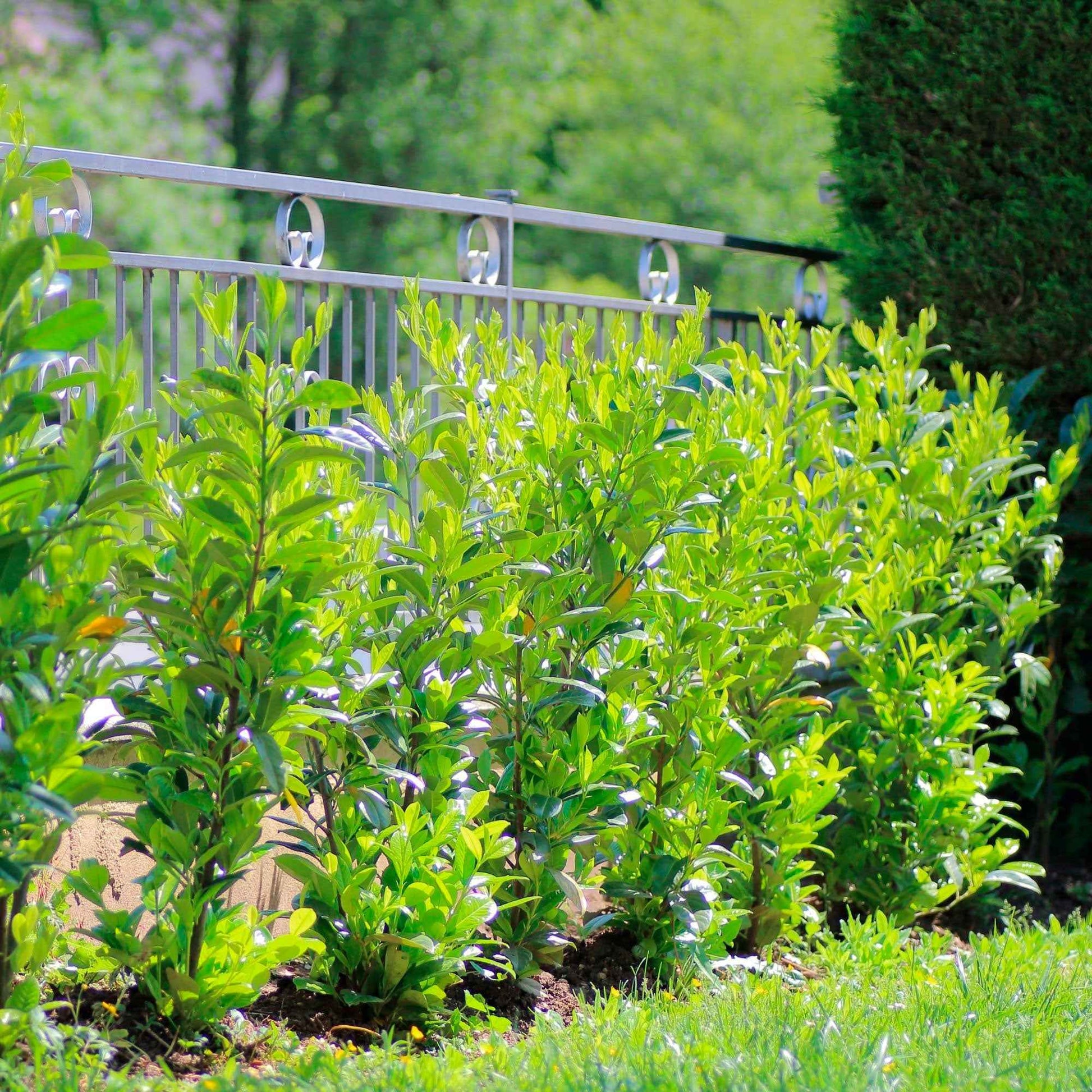 Verkoop Laurierkers 'Caucasica' - Prunus laurocerasus Caucasica