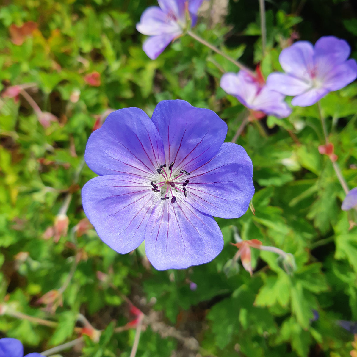 Verkoop Geranium 'Rozanne' - Geranium gerwat rozanne