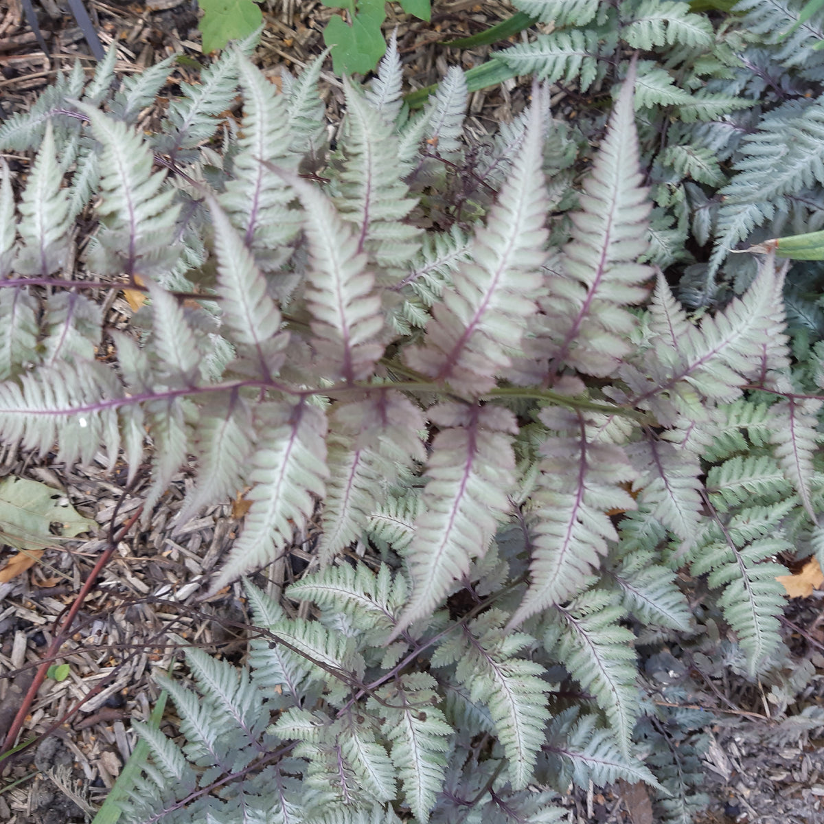 Vaste planten - Japanse regenboogvaren - Athyrium niponicum var. pictum (metallicum)