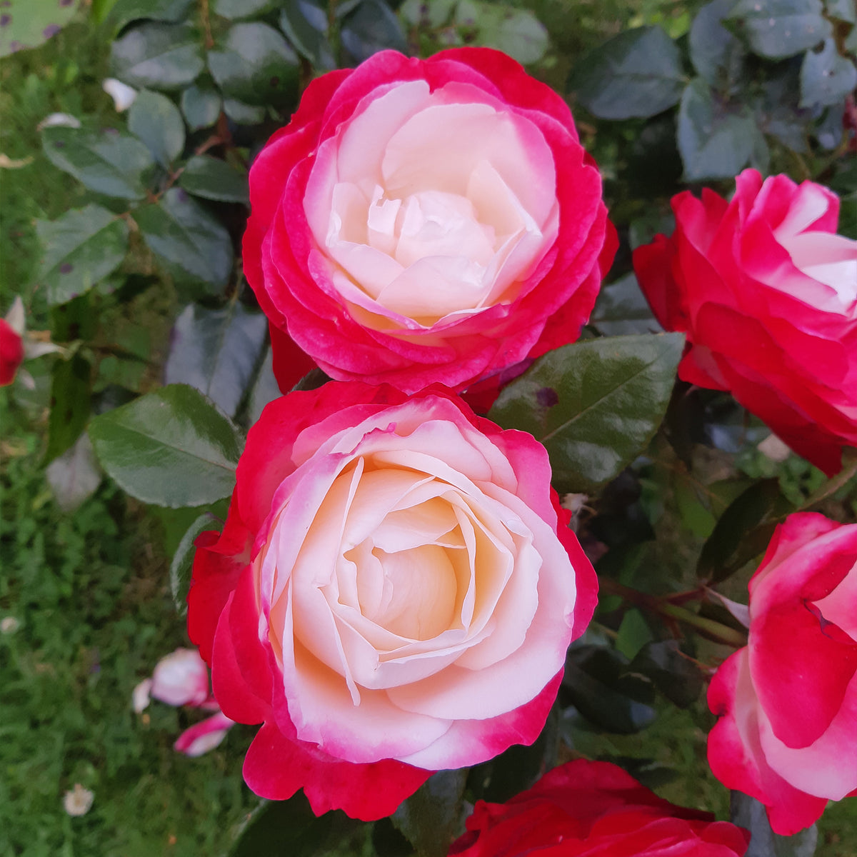 Rosa Nostalgie ® - Grootbloemige roos 'Nostalgie' - Grootbloemige rozen