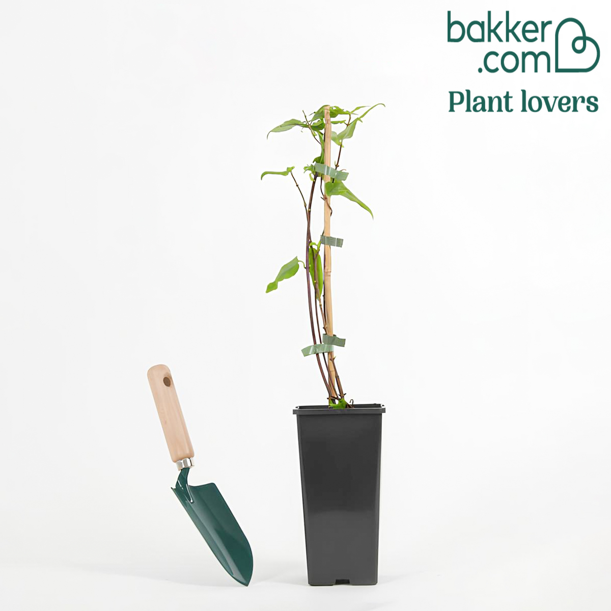 Henry Kamperfoelie - Lonicera henryi - Bakker