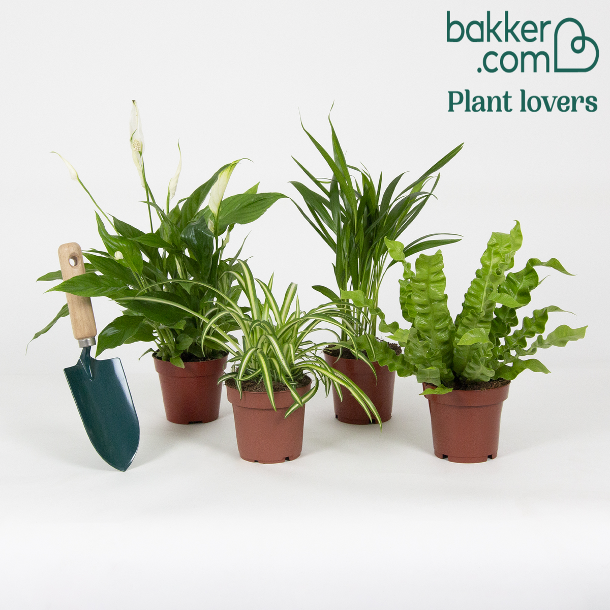 Luchtzuiverende planten Mix (x4) - Areca dypsis, chlorophytum 'atlantic', asplenium, spathiphylum - Graslelie