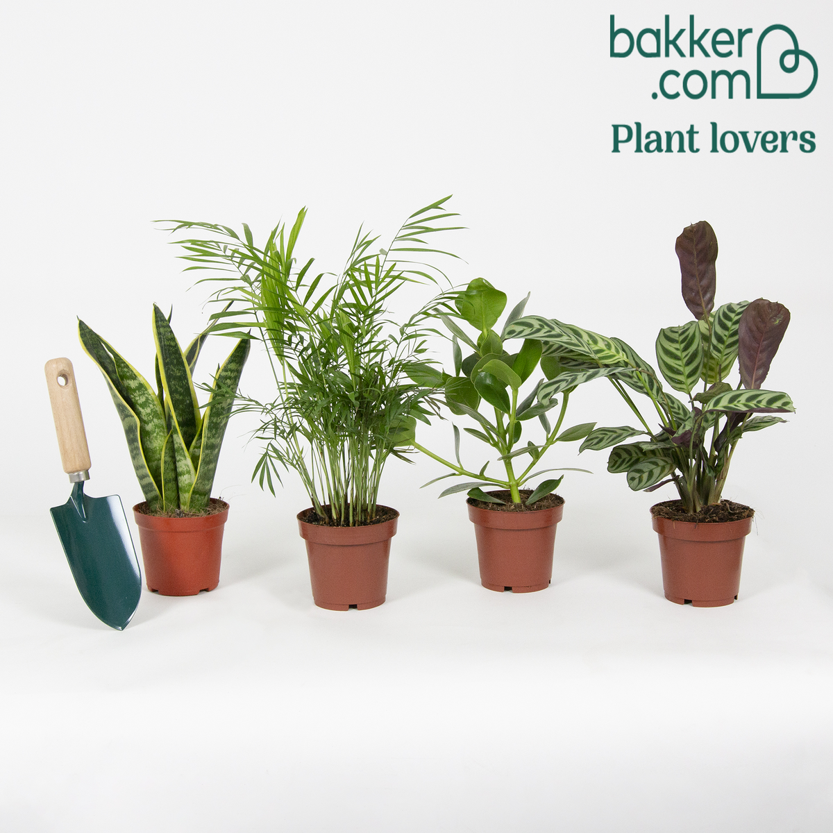 Makkelijke kamerplanten Mix (x4) - clusia, chamaedorea, ctenanthe burle marxii, sansevieria