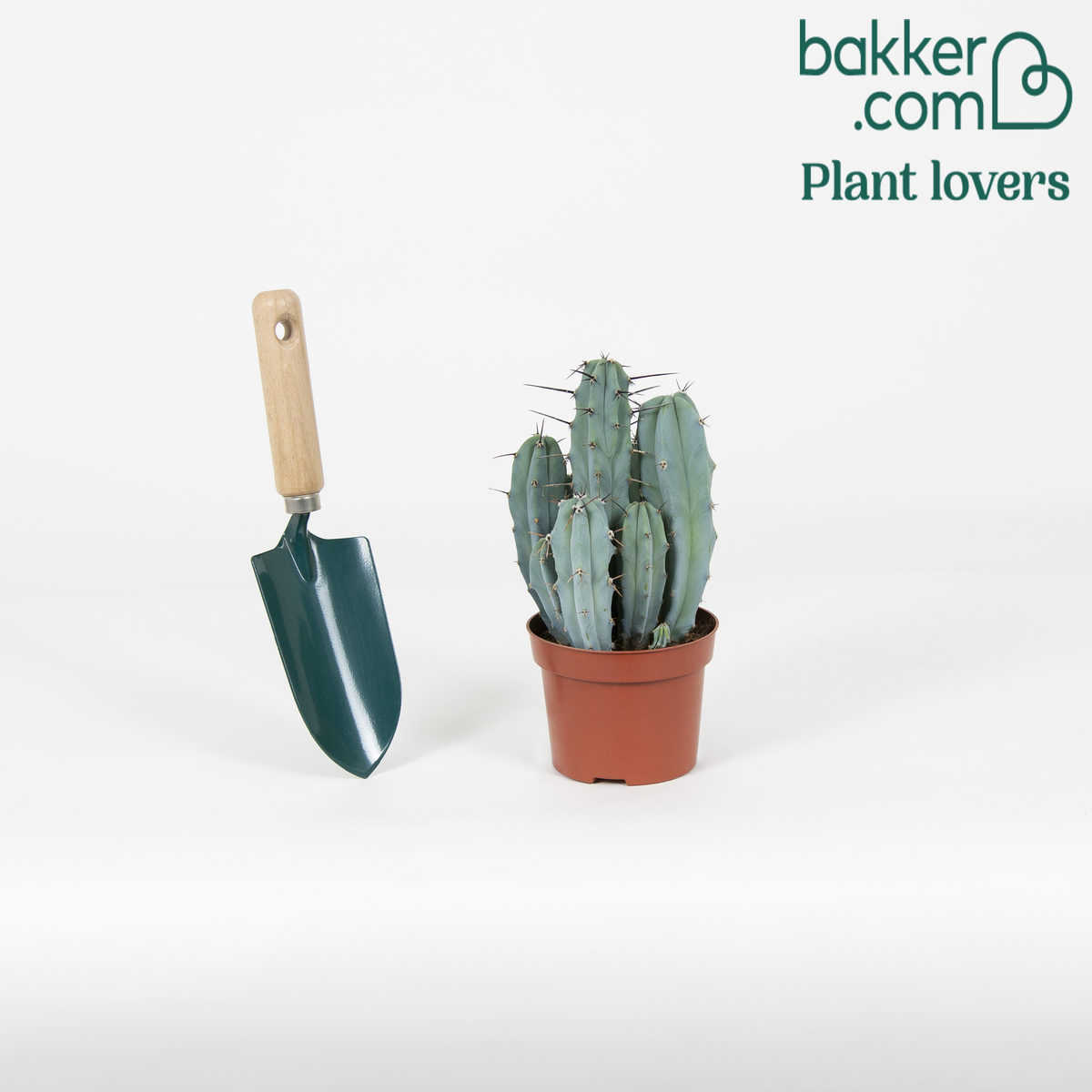 Zuilcactus Polaskia chichipe - Polaskia chichipe