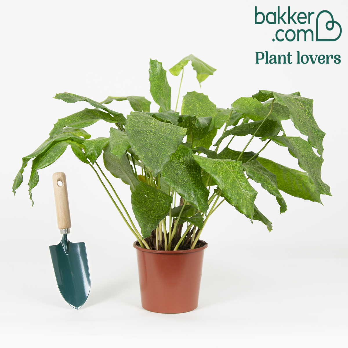 Pauwenplant 'Network' - Calathea musaica network