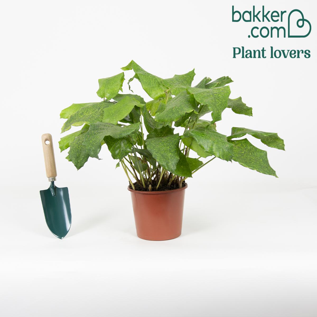 Pauwenplant 'Network' - Calathea musaica network