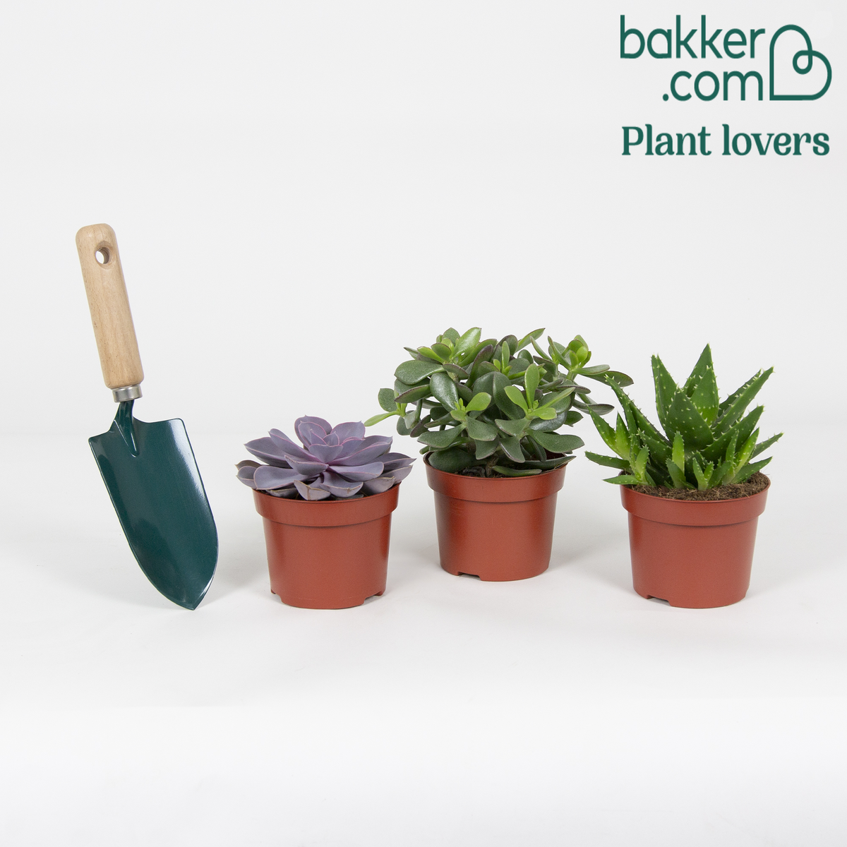 Succulent Mix - Crassula 'Minova Magic' + 2 Gasterias (x3) - Aloe Perfoliata, Echeveria 'Purple Pearl', Crassula 'Minova Magic'