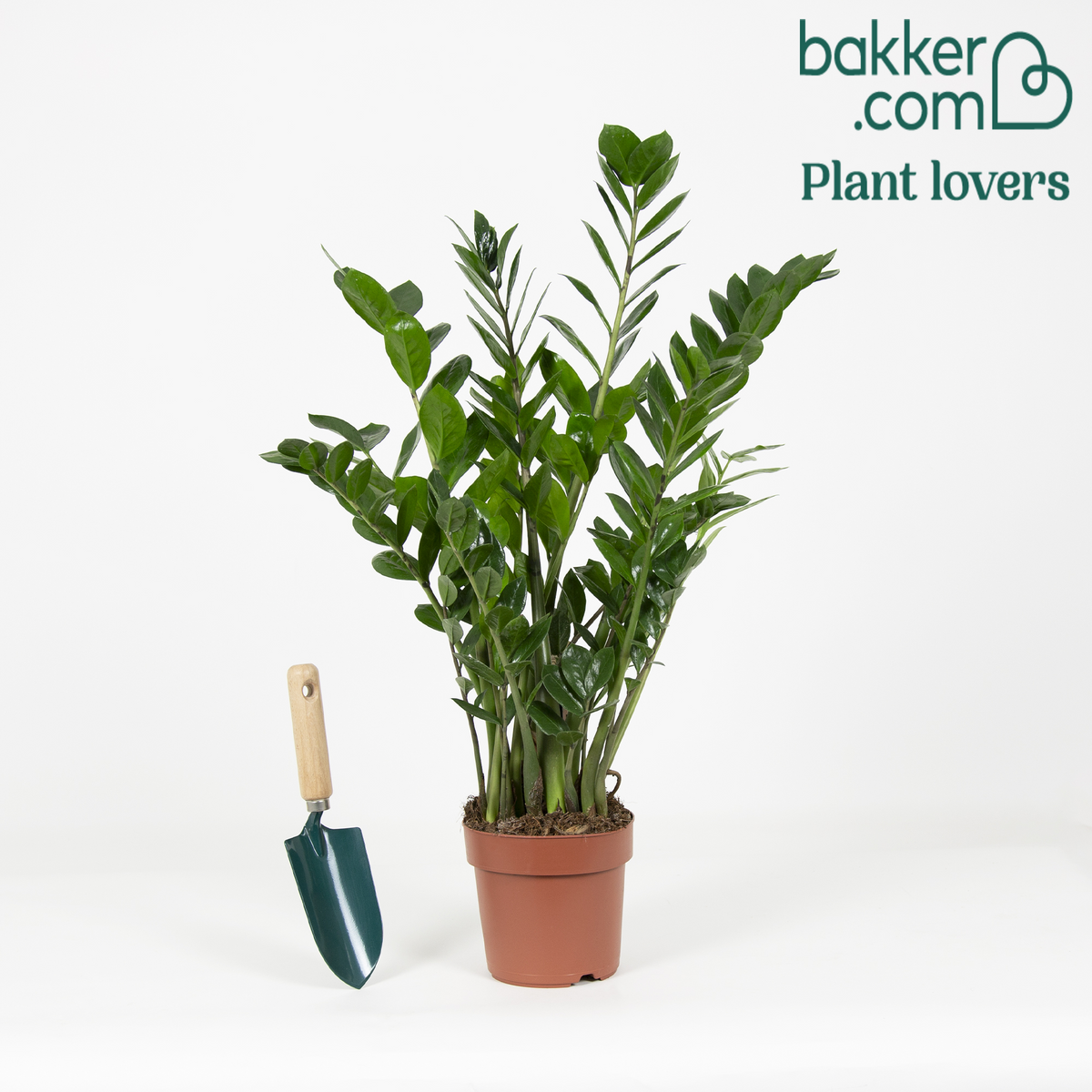 ZZ Palm - Zamioculcas zamiifolia - Op soort