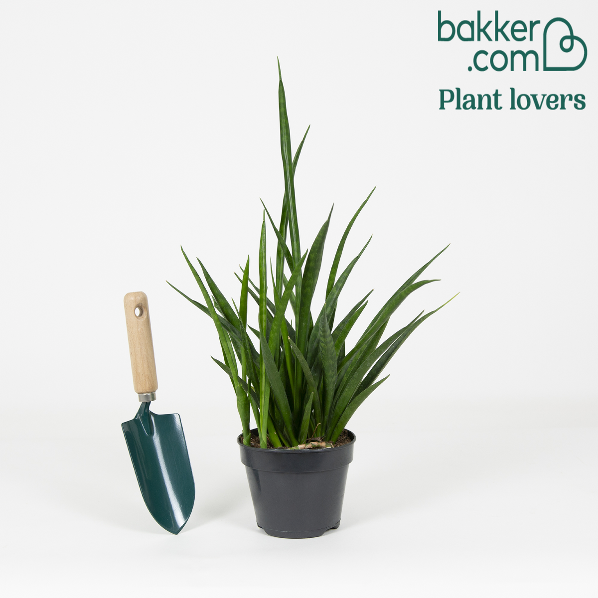 Vrouwentong 'Friends' - Sansevieria kirkii friends