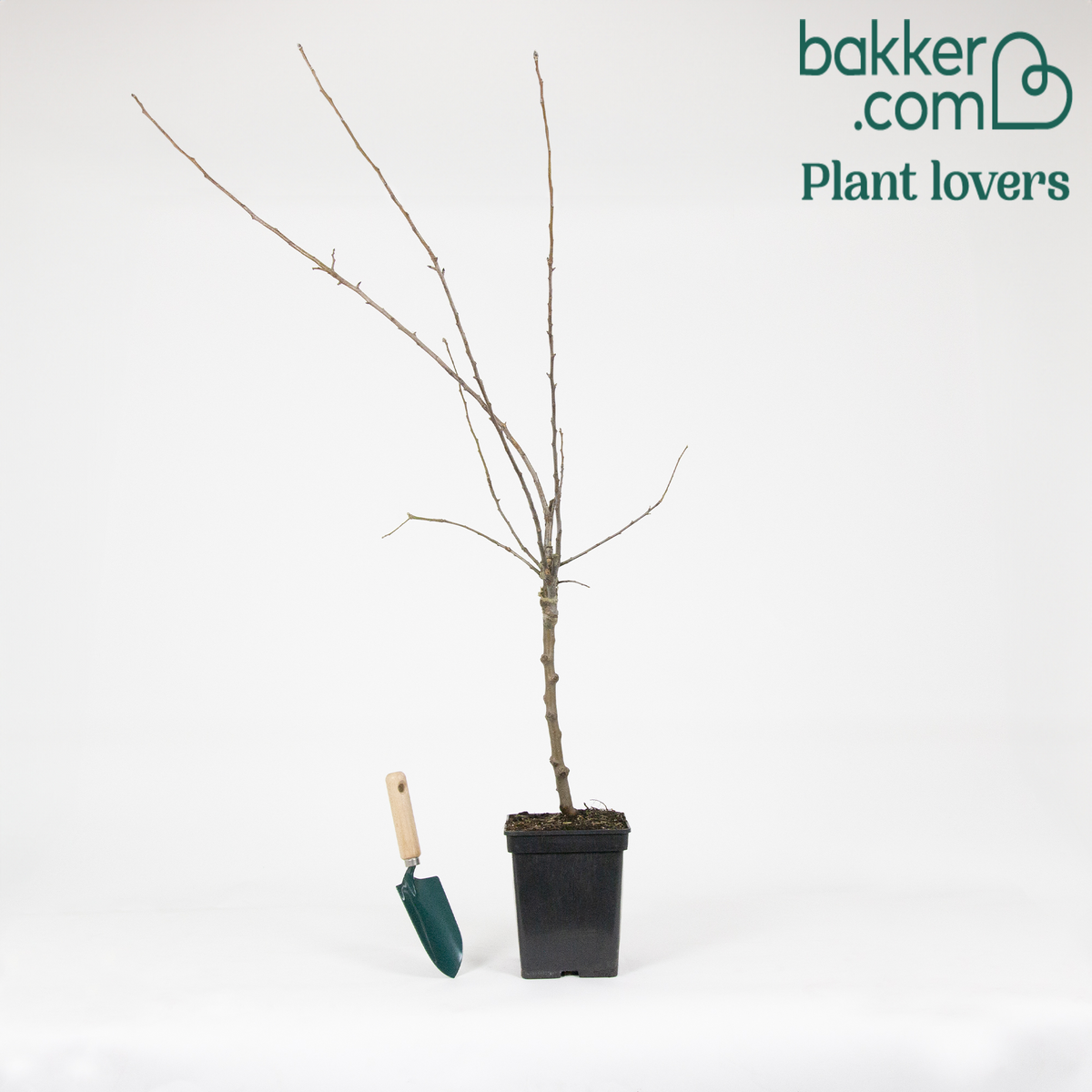 Appelboom - Trio 'Jonagored' + Golden Delicious'+ 'Elstar' - Malus domestica 'jonagored' ,'golden delicious' , 'elstar'