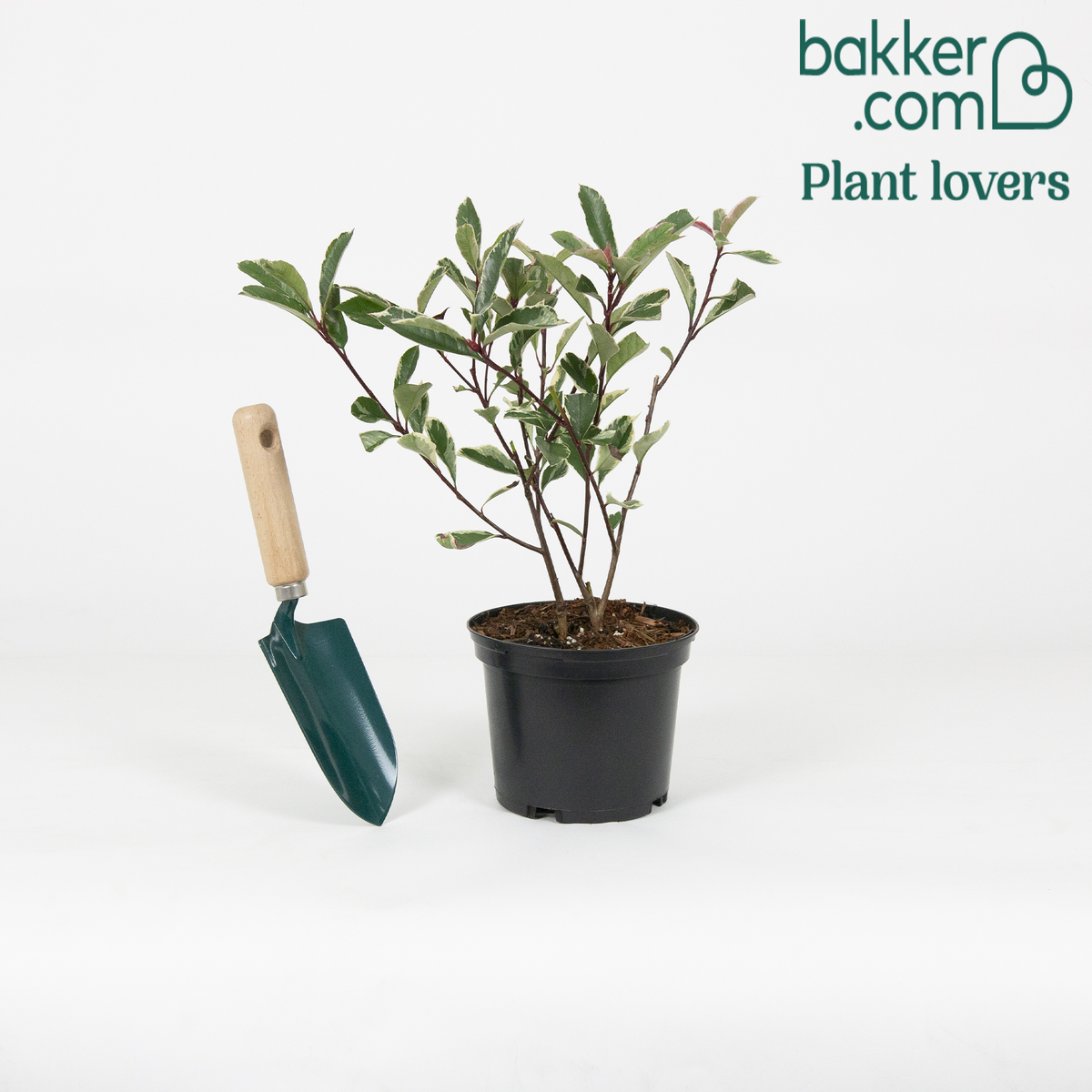 Glansmispel 'Pink Marble' - Photinia fraseri 'pink marble'