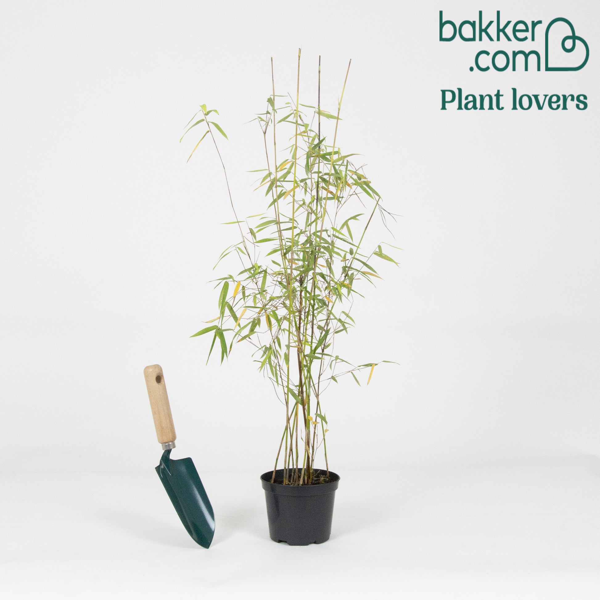 Bamboe 'Jiuzhaigou' - Fargesia robusta 'jiuzhaigou' - Bamboe