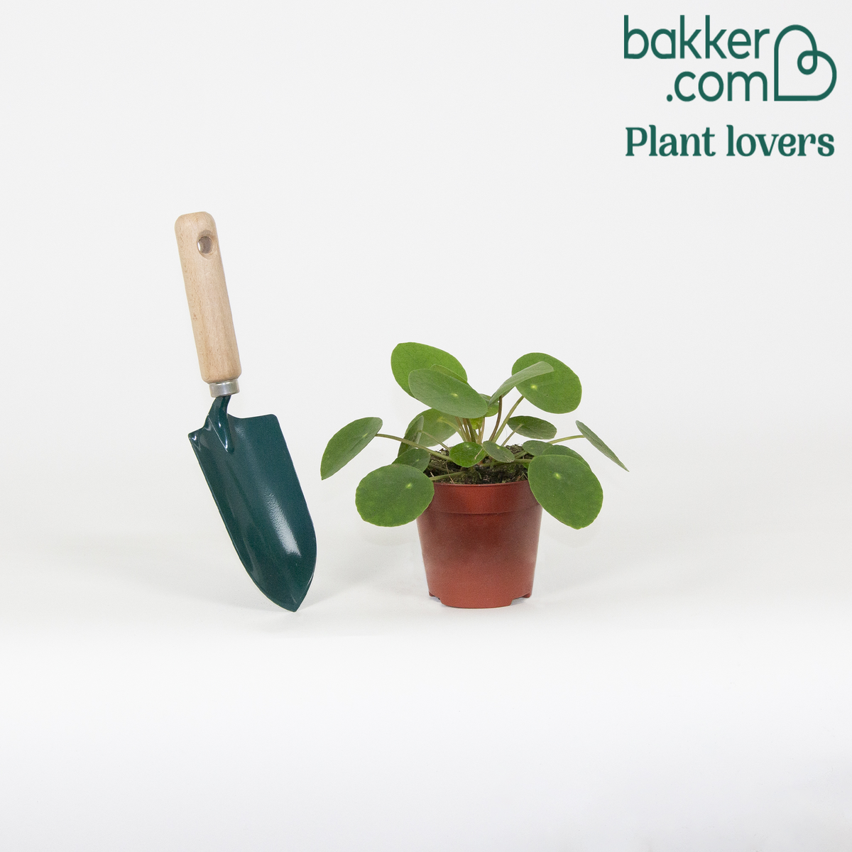 Pannenkoekplant Pilea peperomioides