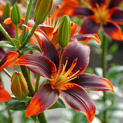 Aziatische lelie Forever Susan (x5) - Lilium Forever Susan - Bakker