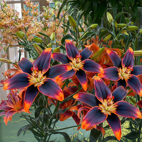 Lilium Forever Susan - Aziatische lelie Forever Susan (x5) - Voorjaarsbloeiers