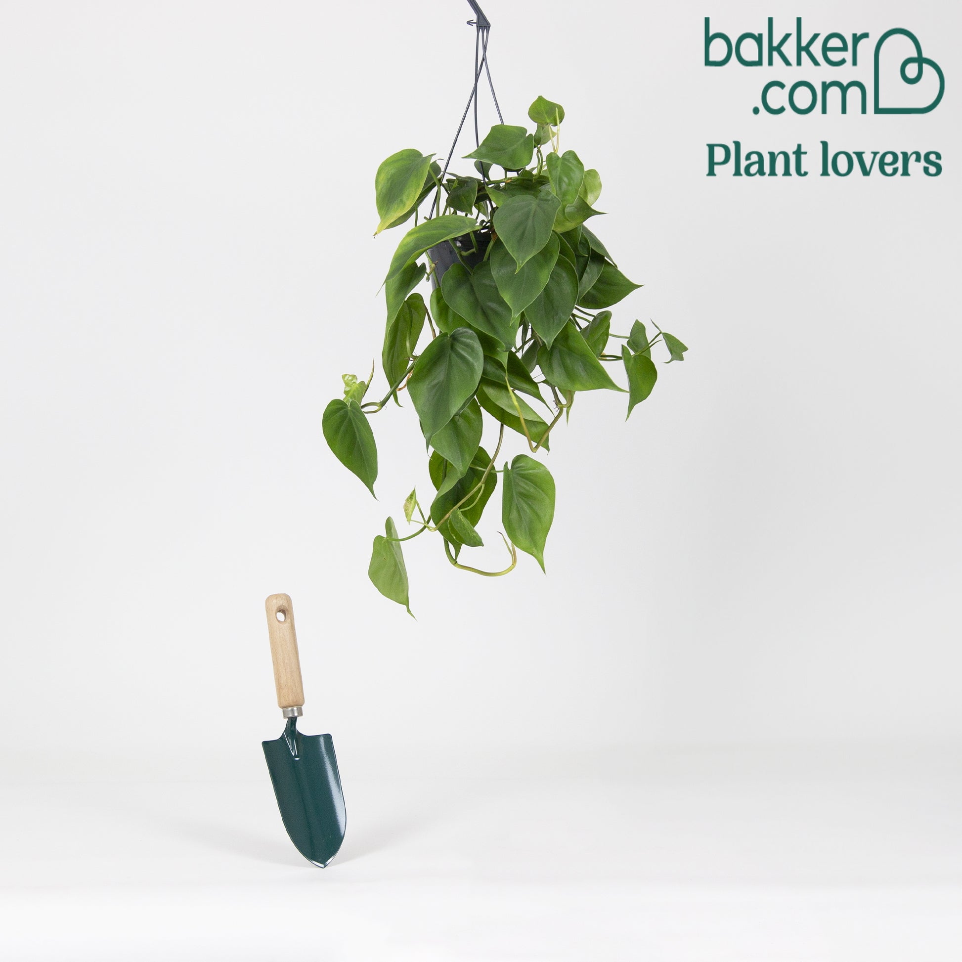 Fluweelphilodendron - Philodendron scandens - Kamerplanten