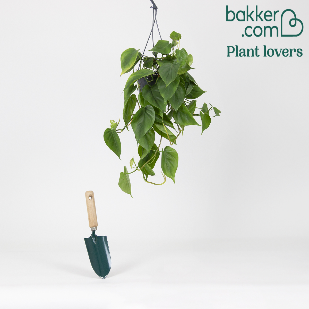 Fluweelphilodendron - Philodendron scandens - Kamerplanten